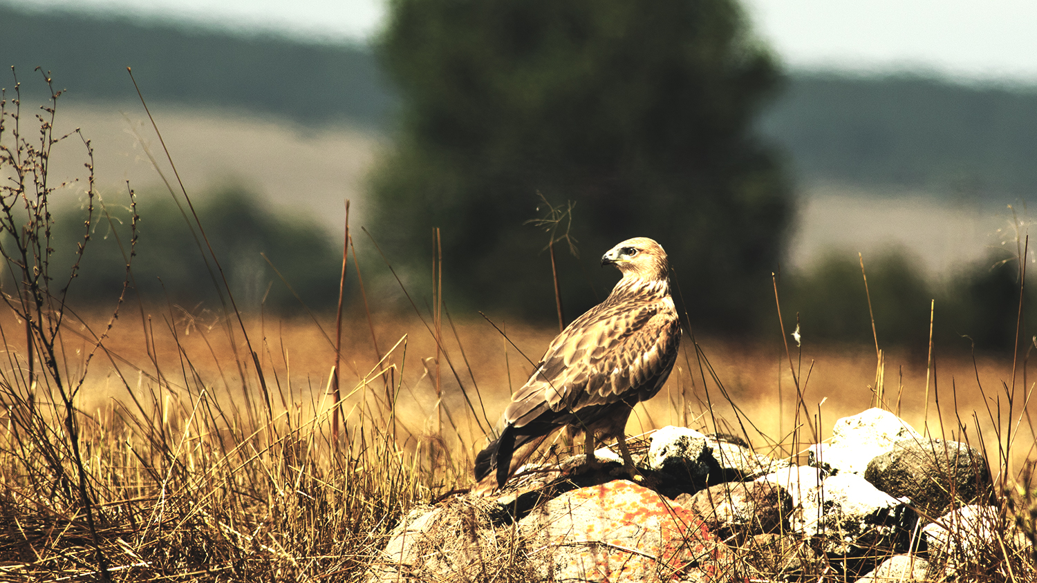 Long-legged Buzzard
